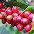 Where do coffee beans come from?