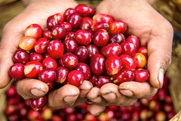 Do Coffee Beans Come from Cherries 