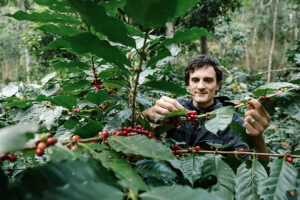 toomers coffee roasters where do coffee beans come from low acid coffee picking arabica coffee