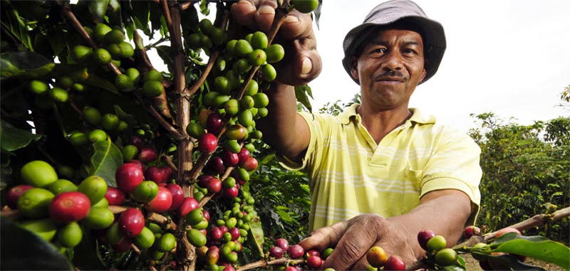 toomers_coffee_roasters_brazilian_coffee_picker