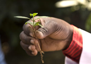 toomers_coffee_roasters_coffee_seedling