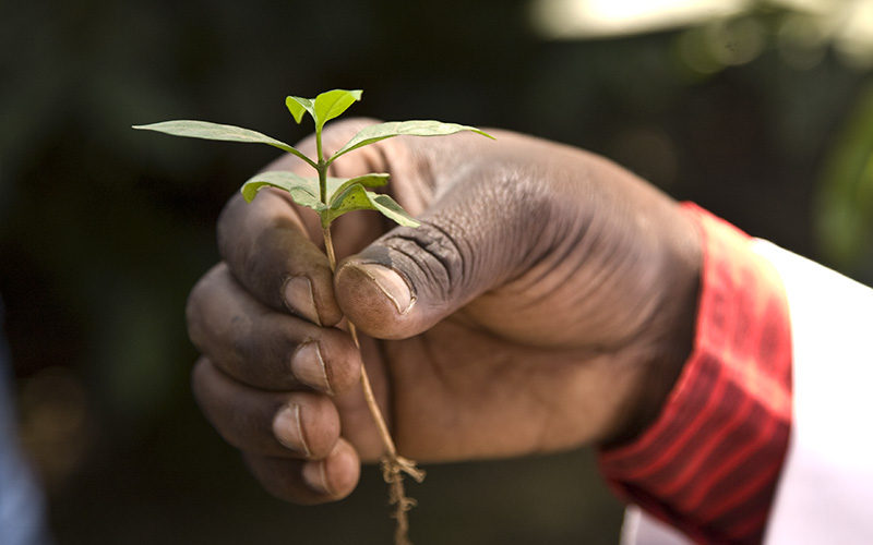 toomers_coffee_roasters_coffee_seedling