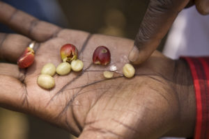 peaberry_coffee_beans_green