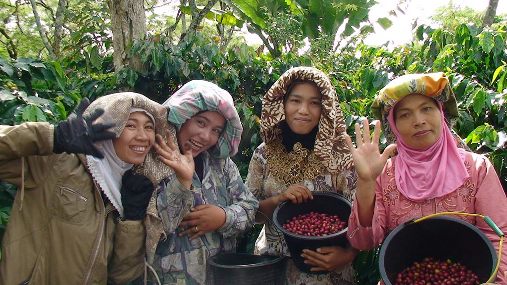 toomerss coffee roasters where do coffee beans come from low acid arabica coffee from sumatra
