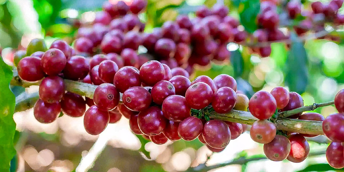 toomers coffee juan contreras natural pacas varietal coffee natural process microlot